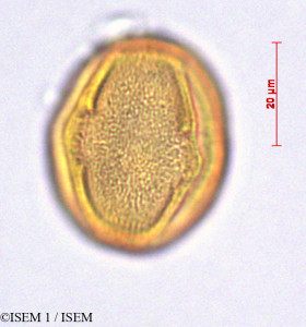ISEM 1/Anacardium_occidentale_29236/Anacardium_occidentale_29236_0001(copy)_thumb.jpg
